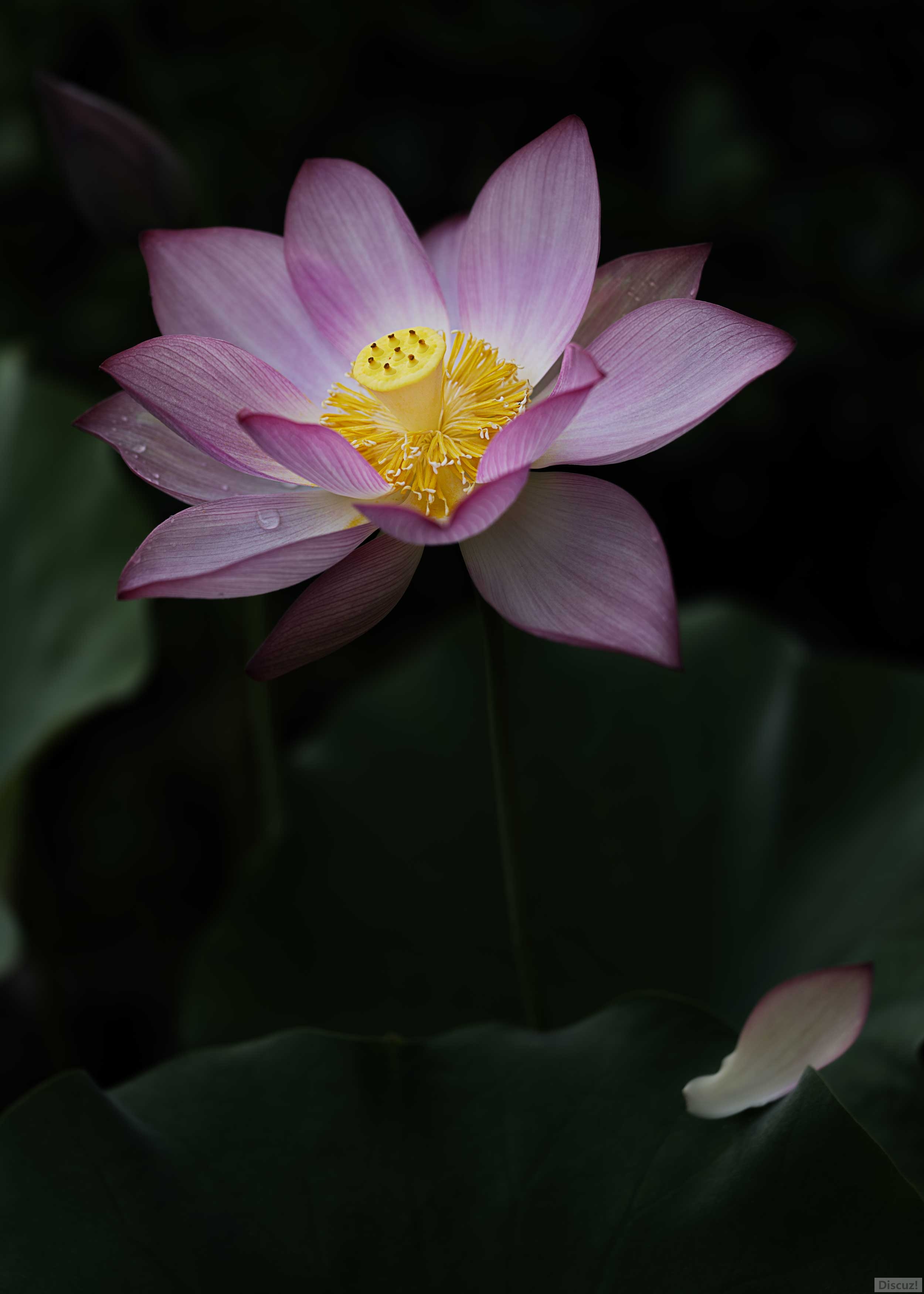 lotus2961.jpg