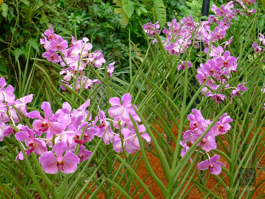 orchid-6.jpg