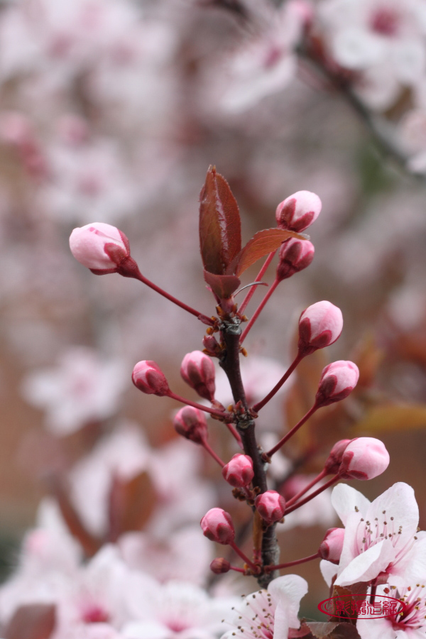 Prunus cerasifera 'Nigra' 