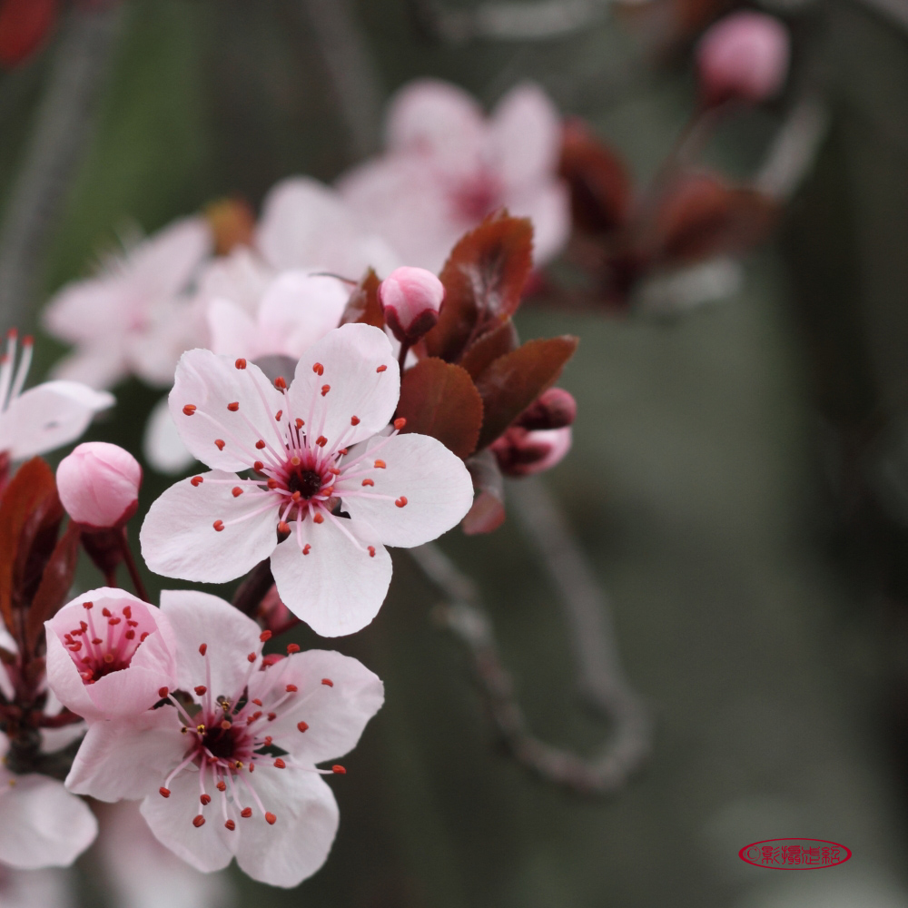 Prunus cerasifera 'Nigra' 