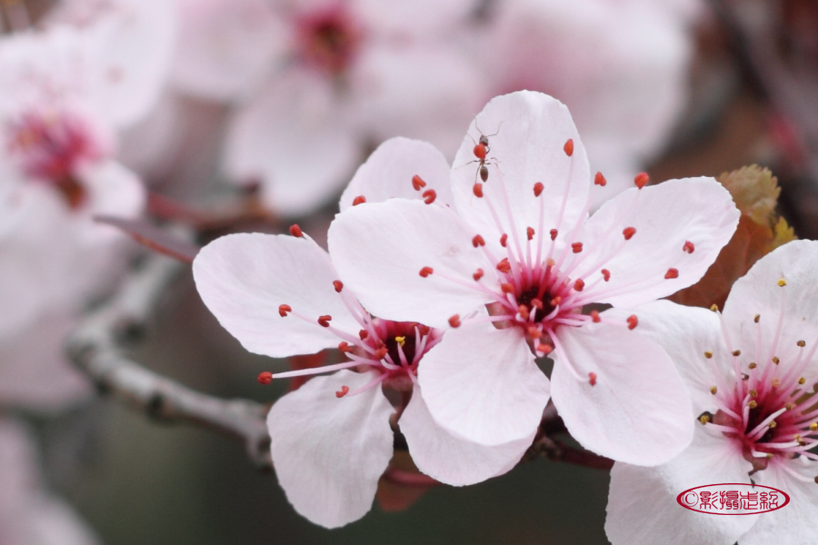 Prunus cerasifera 'Nigra' 