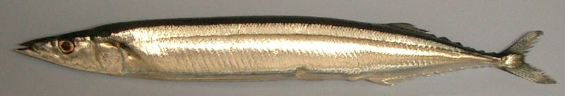 Sanma01.jpg