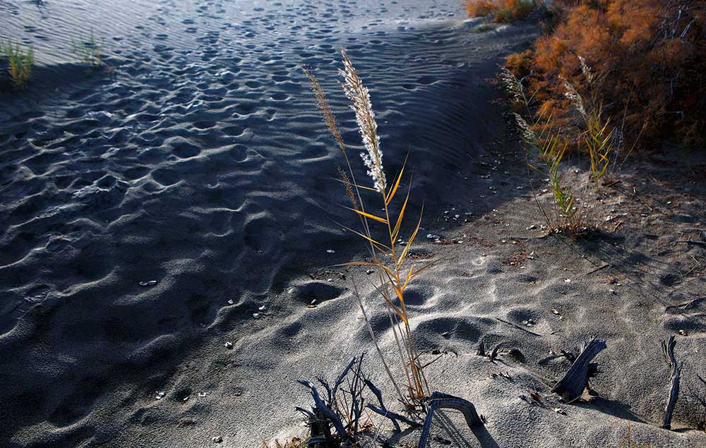 额济纳枯树林3.jpg