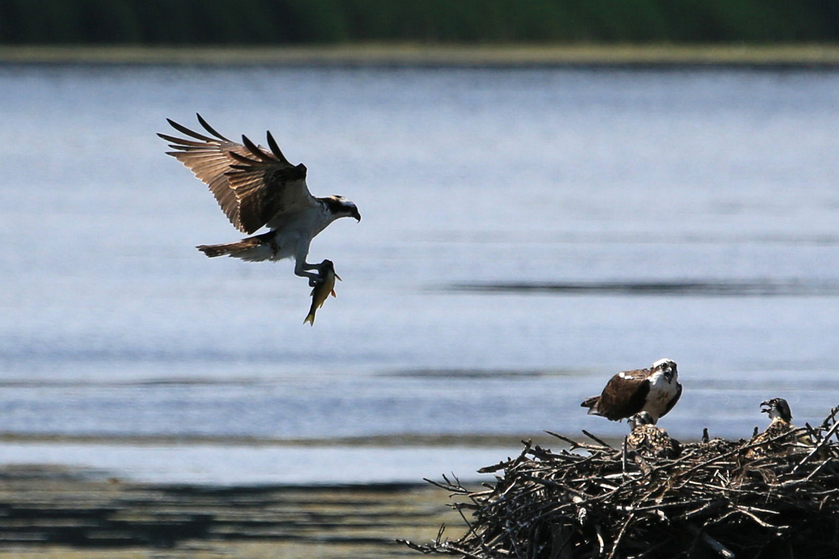 Osprey03_副本.jpg