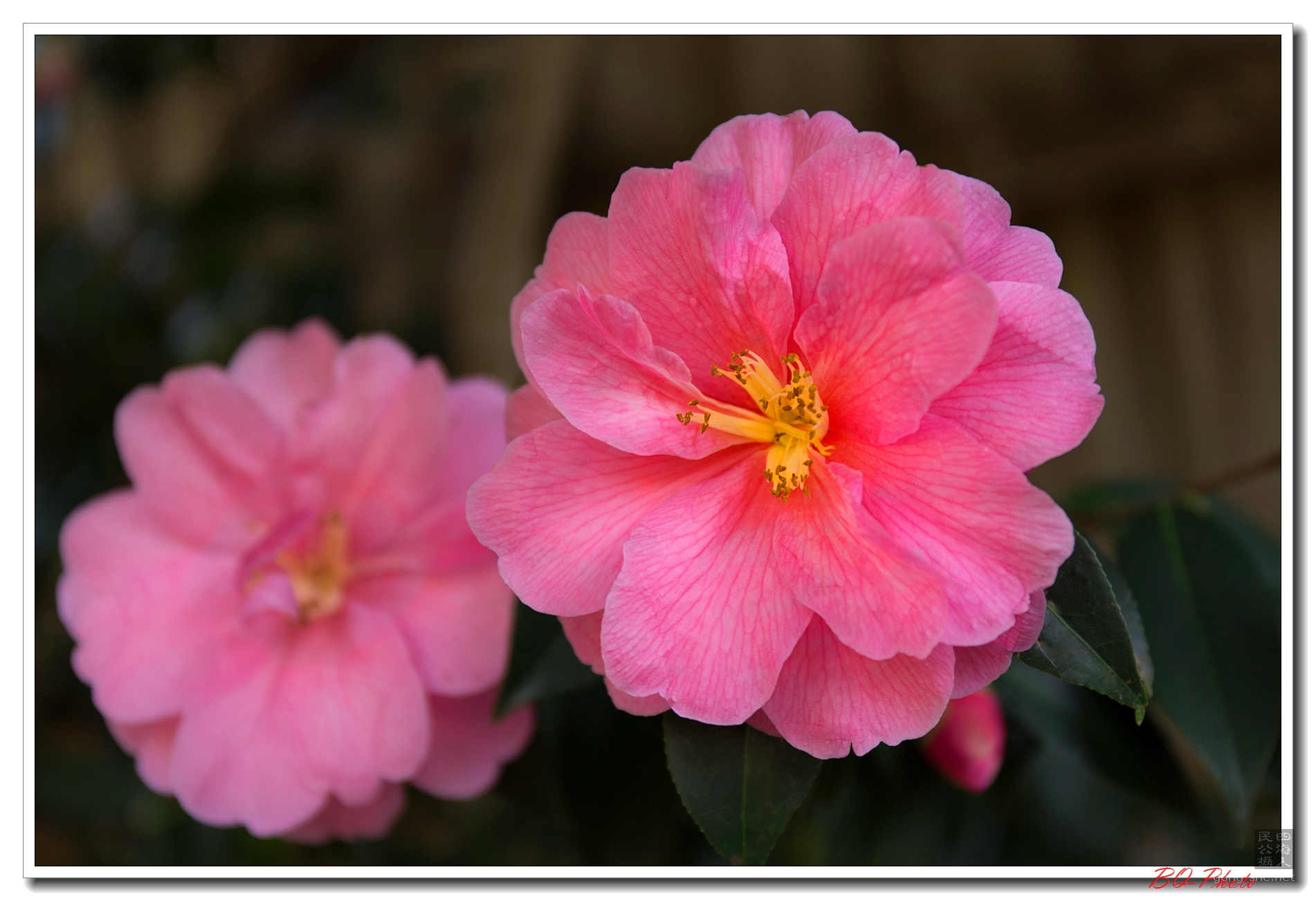 Camellia20152.jpg