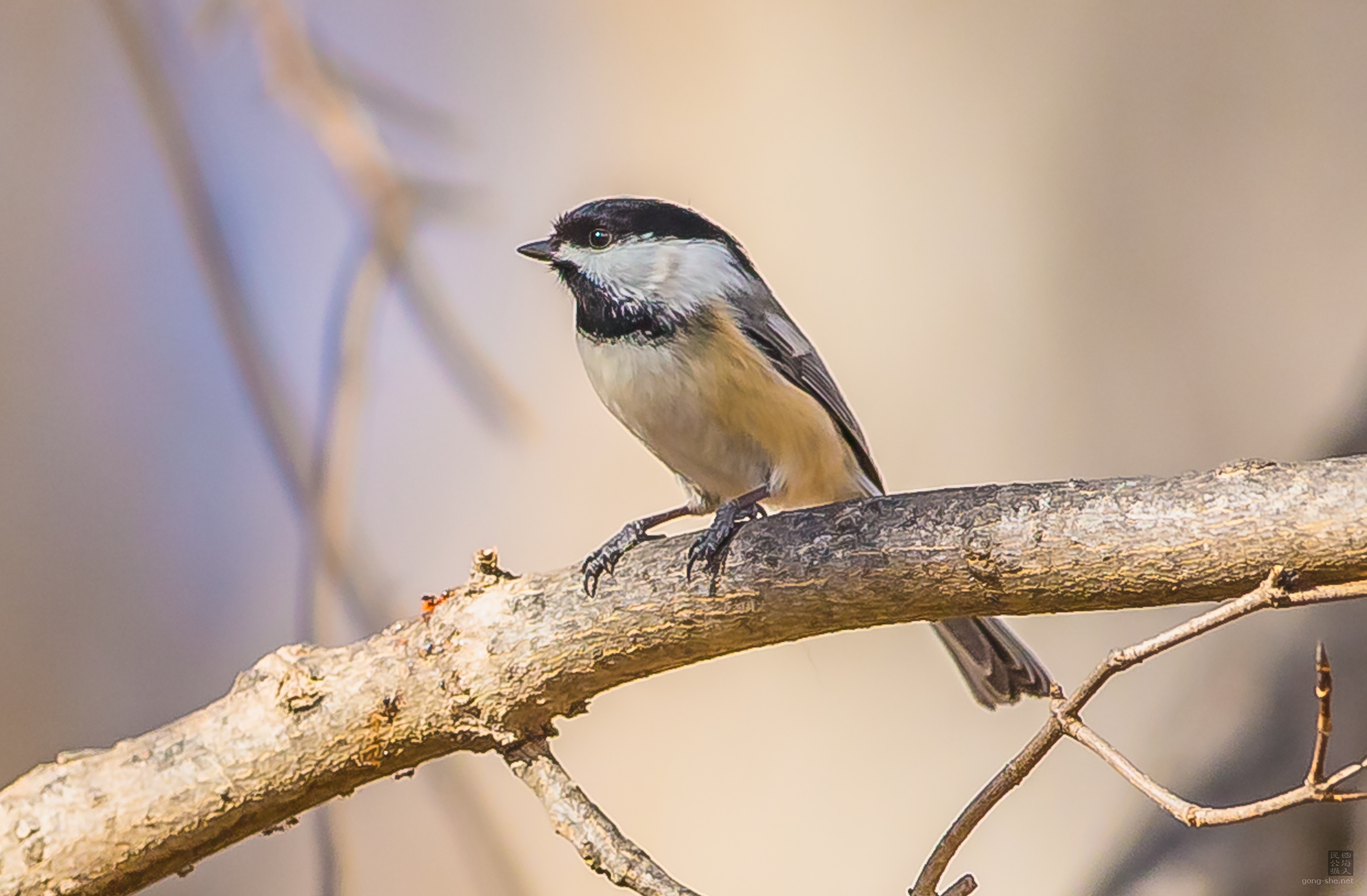 Chickadee.jpg