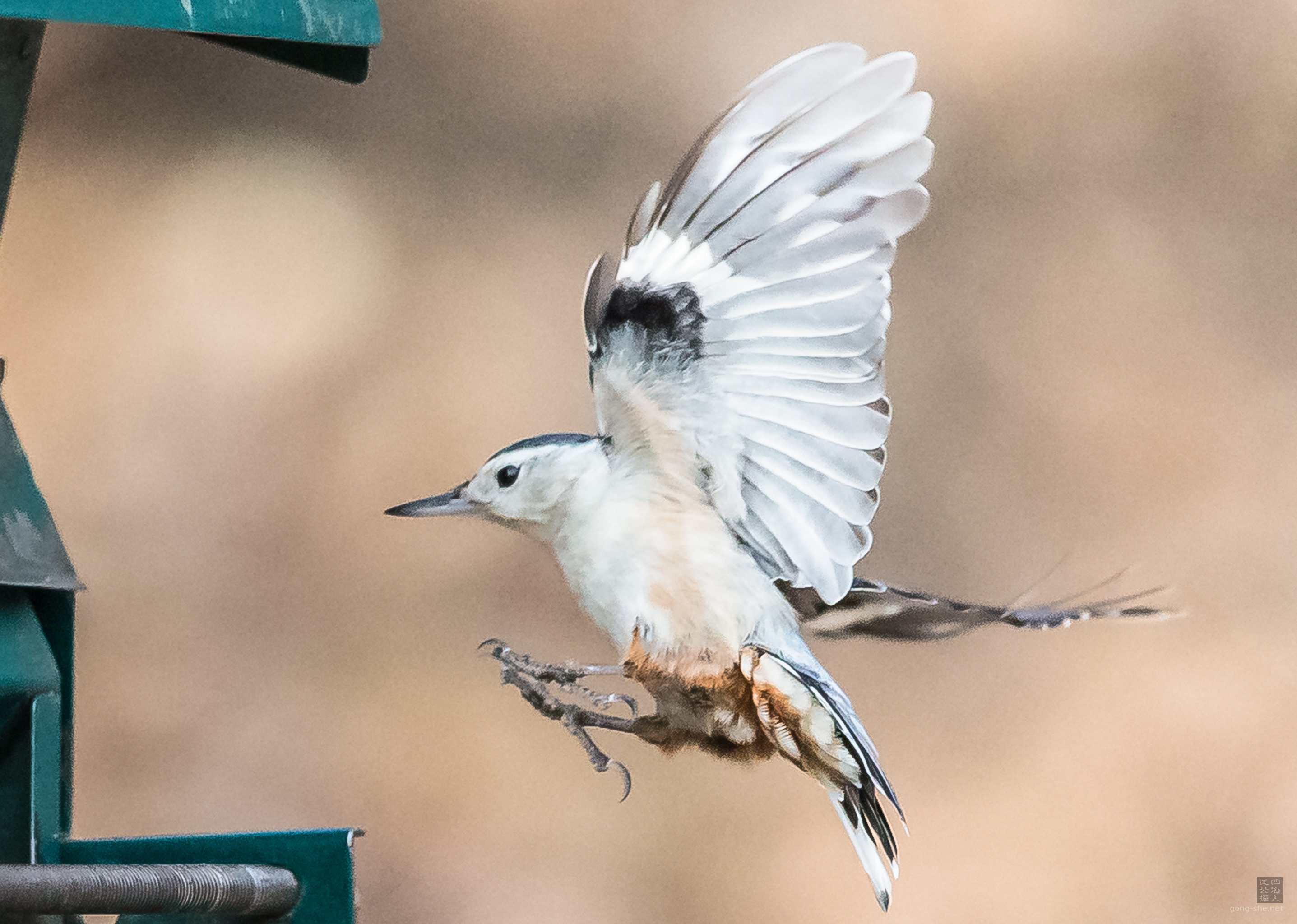 Nuthatch.jpg