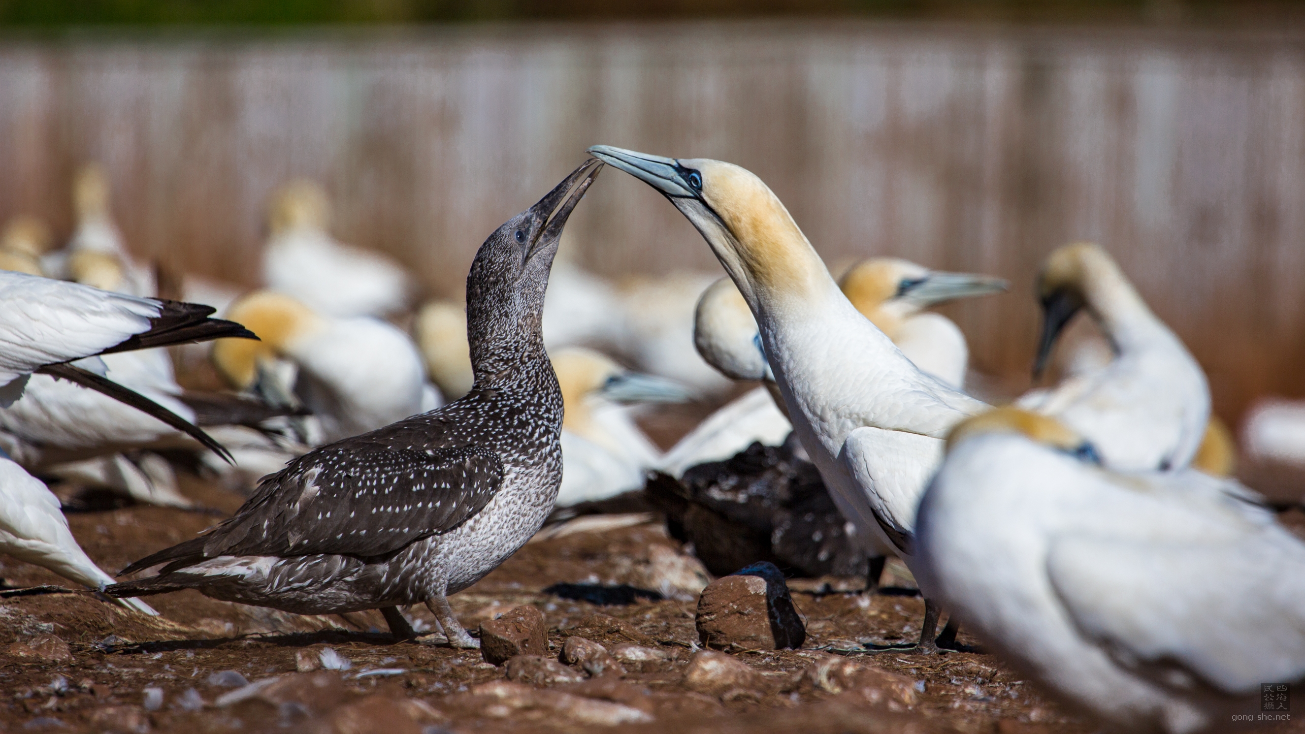 Gannet_birds 1.jpg