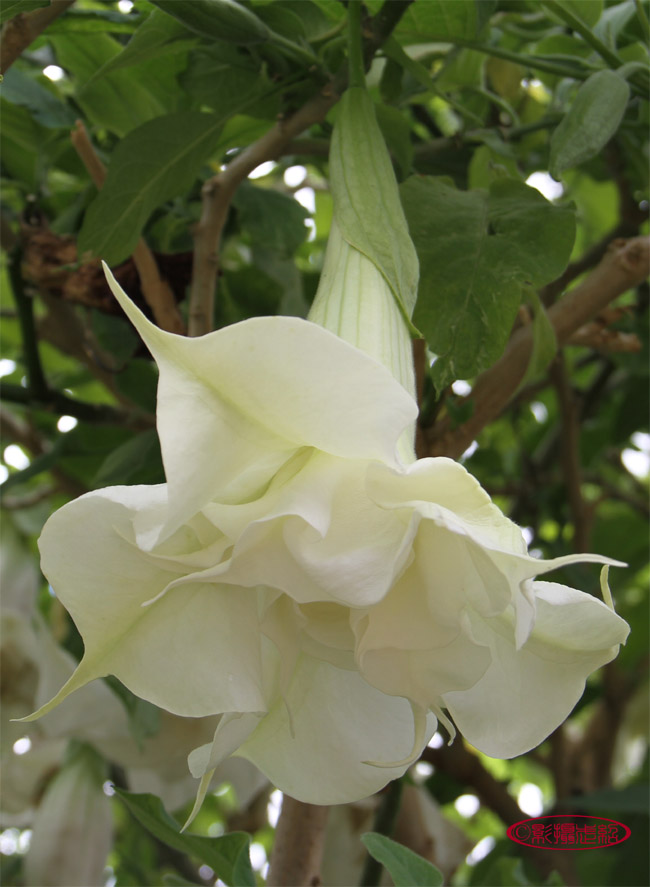 木本曼陀罗; Brugmansia