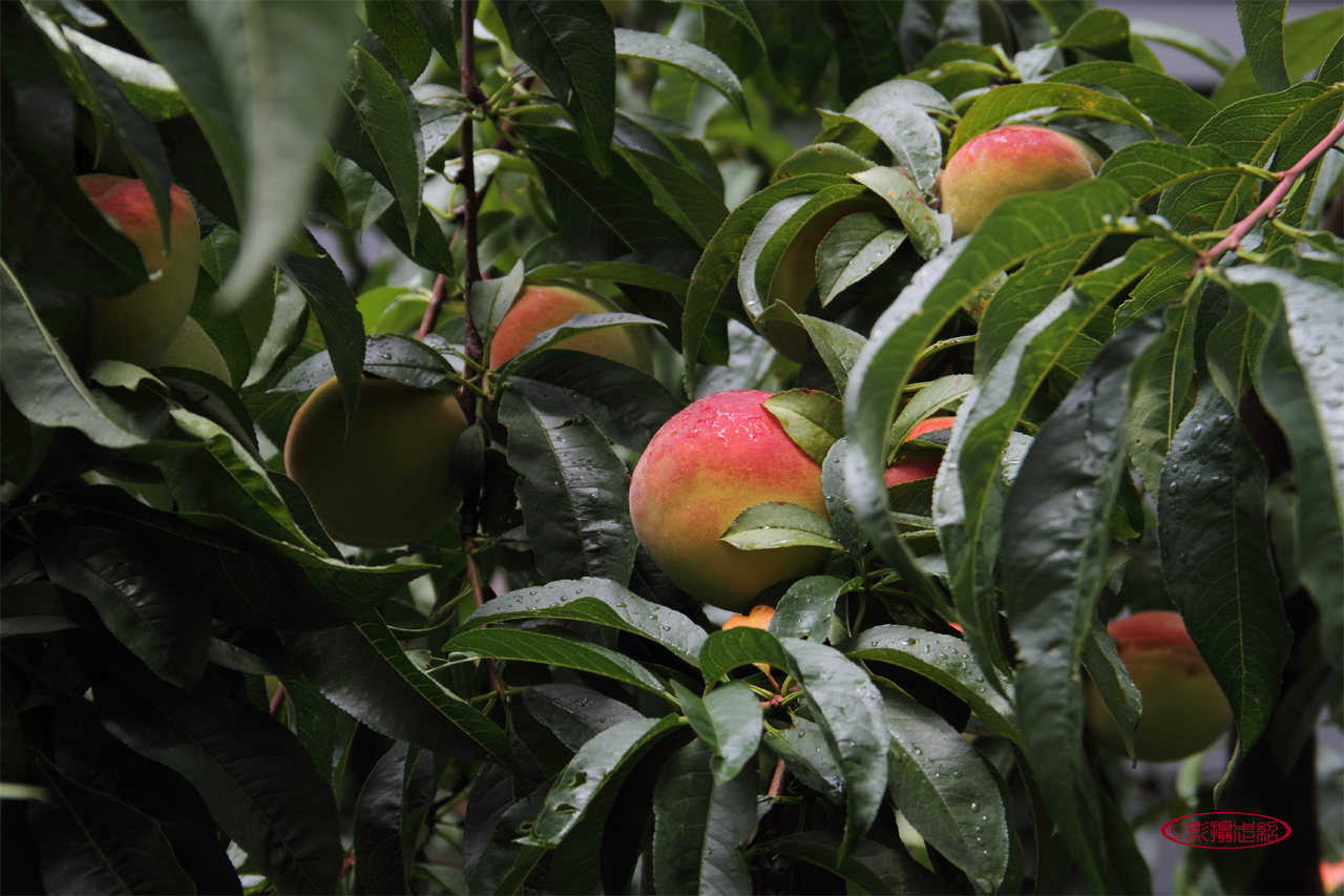 Prunus persica; Peach, ; 桃子