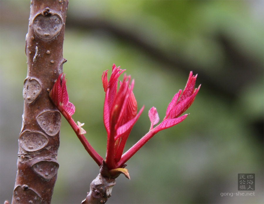 香椿树新芽， Toona sinensis, Chinese Toona