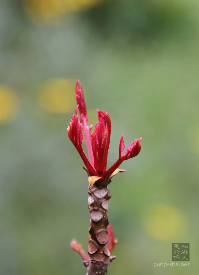 香椿树新芽， Toona sinensis, Chinese Toona