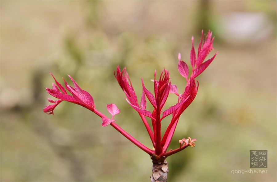 香椿树， Toona sinensis, Chinese Toona