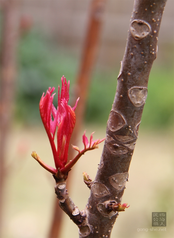 香椿树， Toona sinensis, Chinese Toona