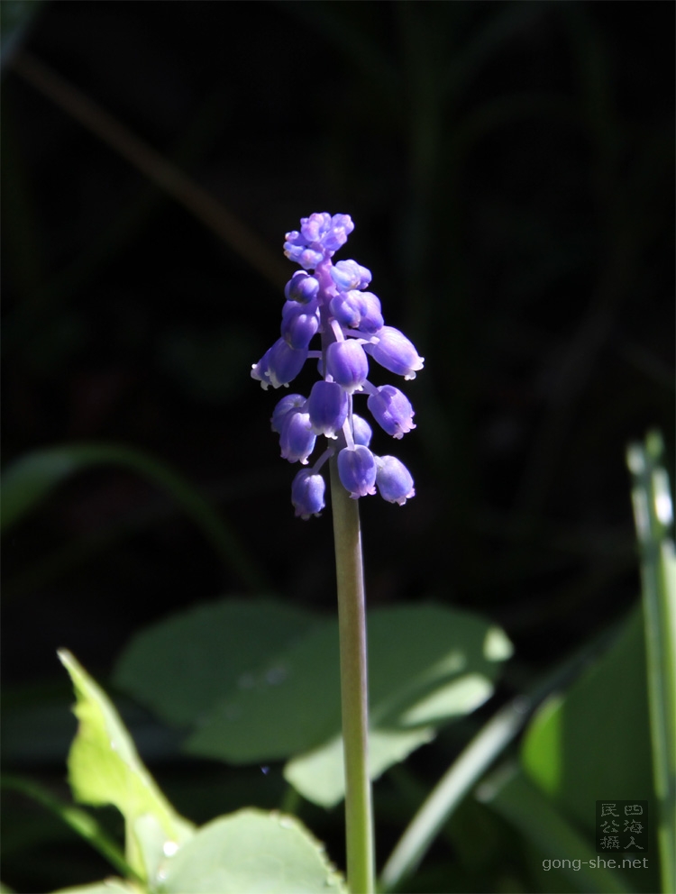 Muscari_armeniacum