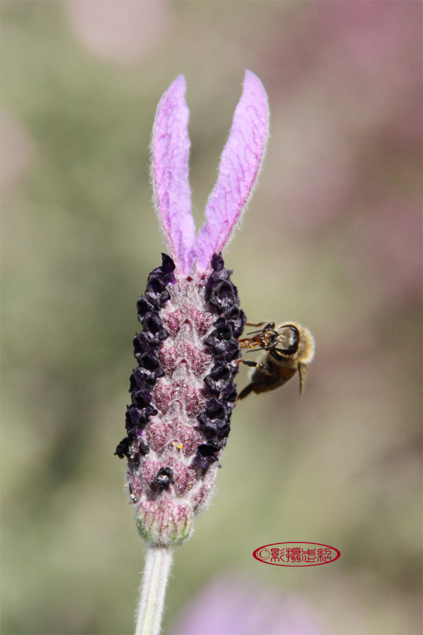 蜜蜂与熏衣草