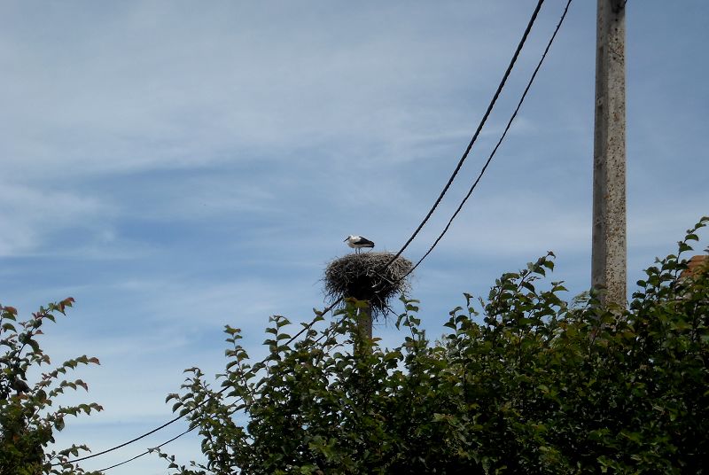stork nest.jpg