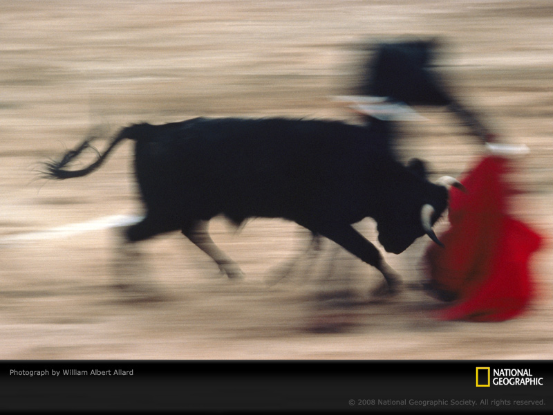matador-bull-motion-allard-276624-sw.jpg