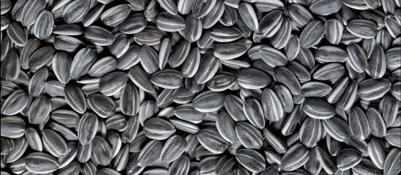 sunflower seeds 