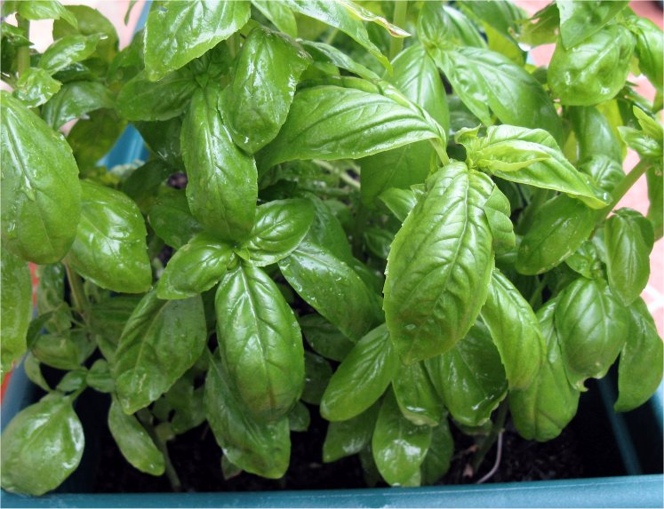 sweet basil.jpg