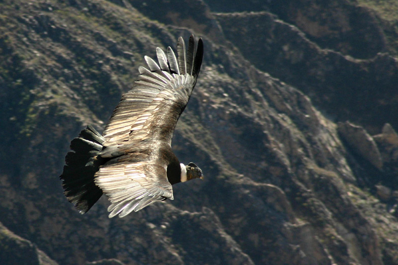 Condor_flying_over_the_Colca_canyon_in_Peru.jpg