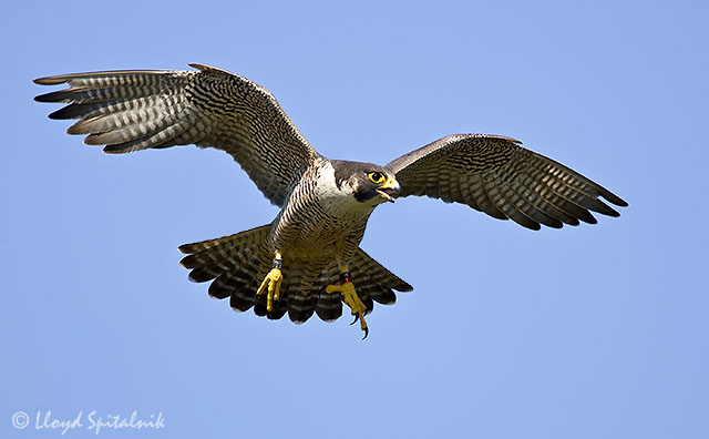 peregrine_falcon_F5R7995.jpg