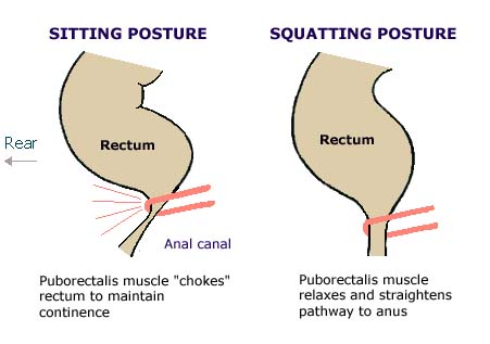 Puborectalis-Revised.jpg