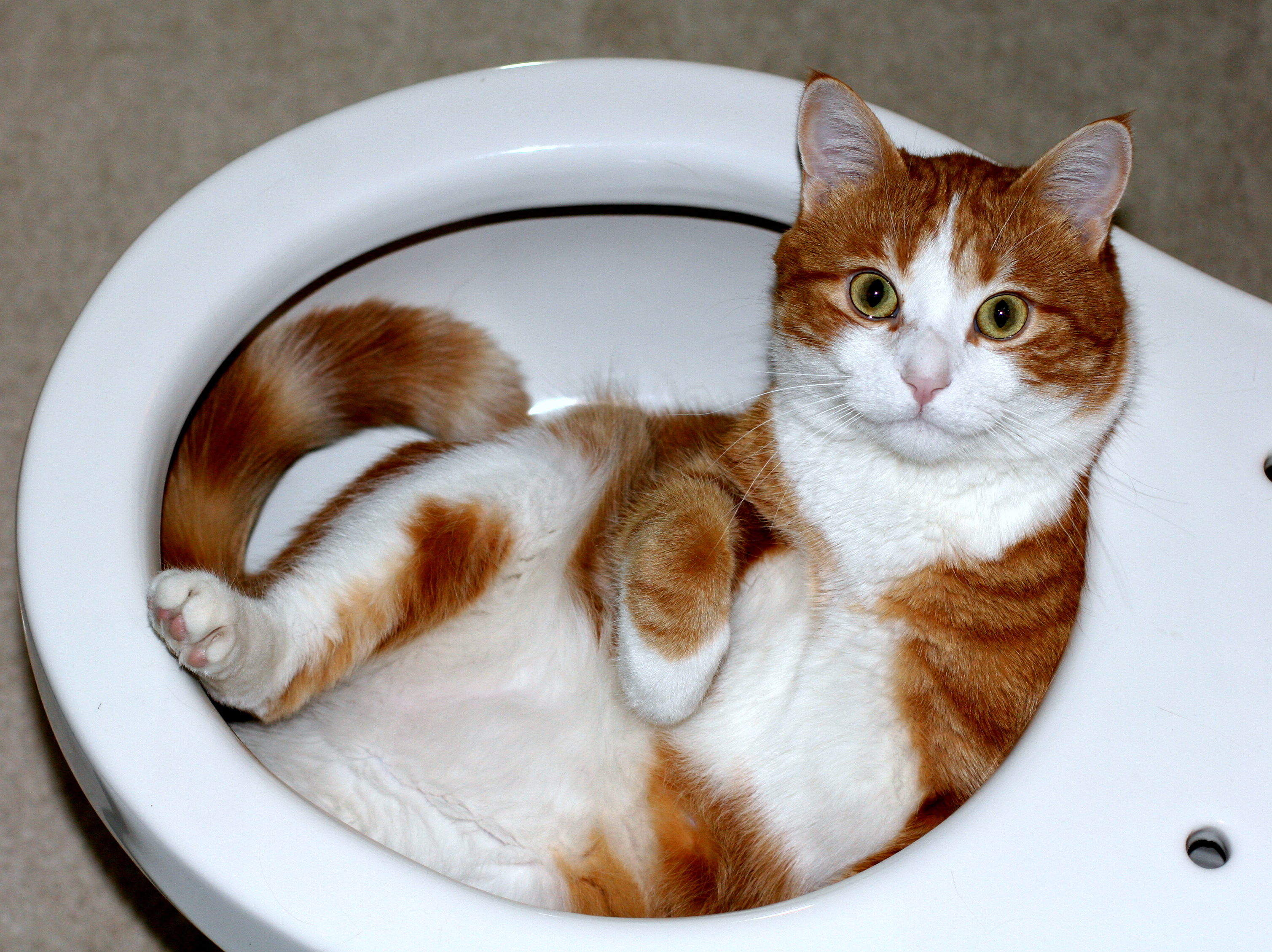 Cat_lying_in_a_toilet_bowl.jpg