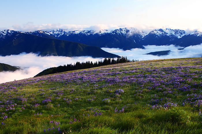 100532940.B2Kudv63.hurricane_ridge4.jpg