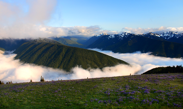 100532950.W3p44xVr.hurricane_ridge6.JPG